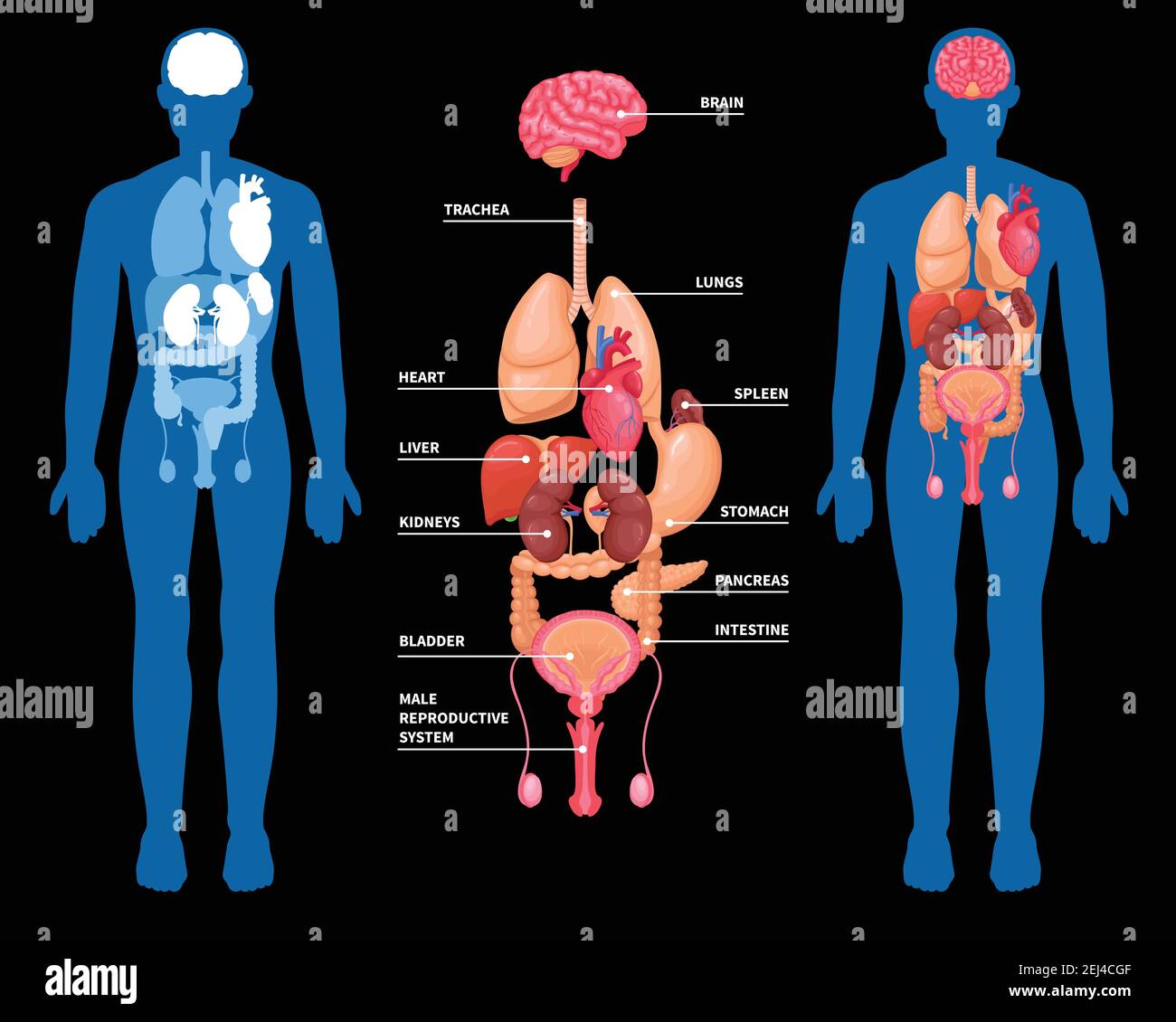 Human anatomy layout of internal organs in male body isolated on black background vector illustration Stock Vector