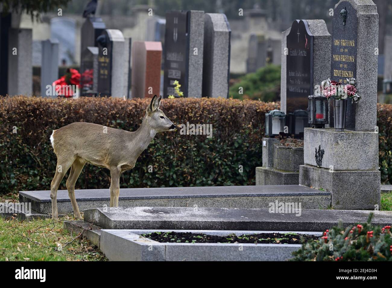 Vienna, Austria. The central cemetery in Vienna. Wildlife in Vienna-Vienna Central Cemetery. Deer (Capreolus capreolus) . Stock Photo