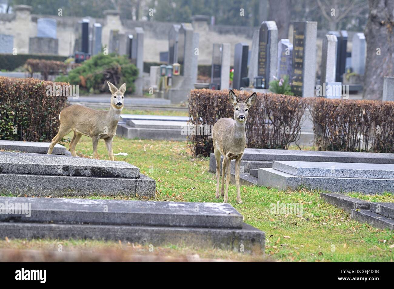Vienna, Austria.  Wildlife in Vienna-Vienna Central Cemetery. Roe Deer (Capreolus capreolus) . Stock Photo