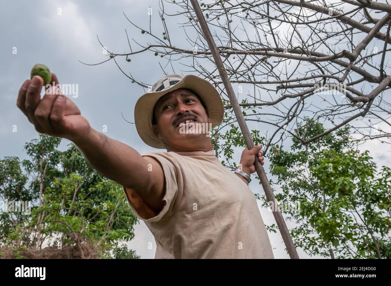 Suchitoto, El Salvador. 06-25-2016. Farmer collecting a noni fruit from the trees. People of rural areas of the country, rely on raising cattle as wel Stock Photo