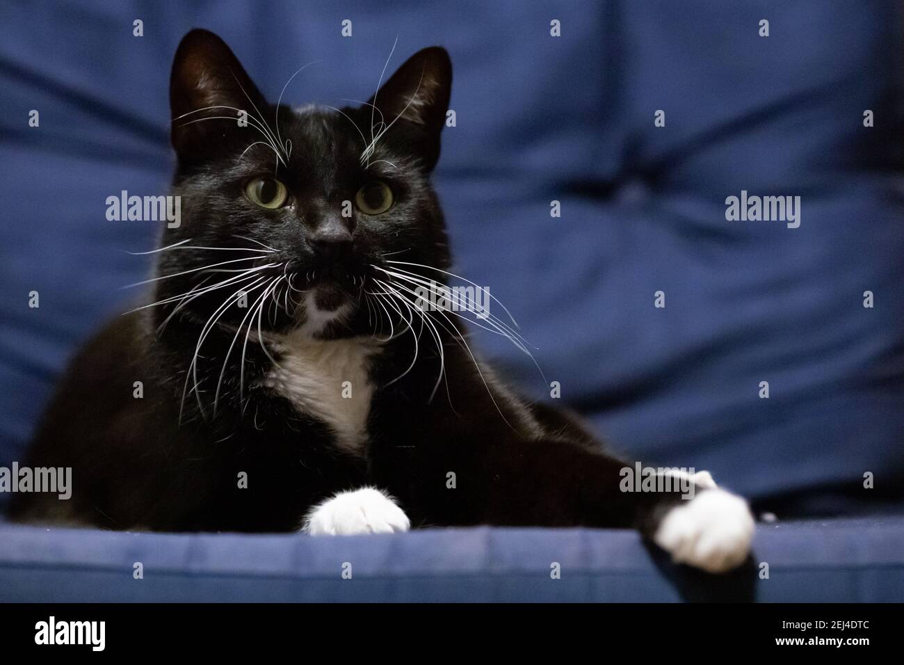 Black cat with yellow eyes on blue background Stock Photo