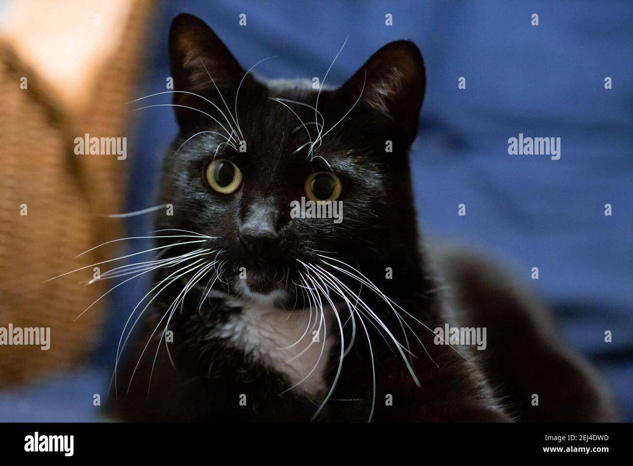 Black cat with yellow eyes on blue background Stock Photo - Alamy