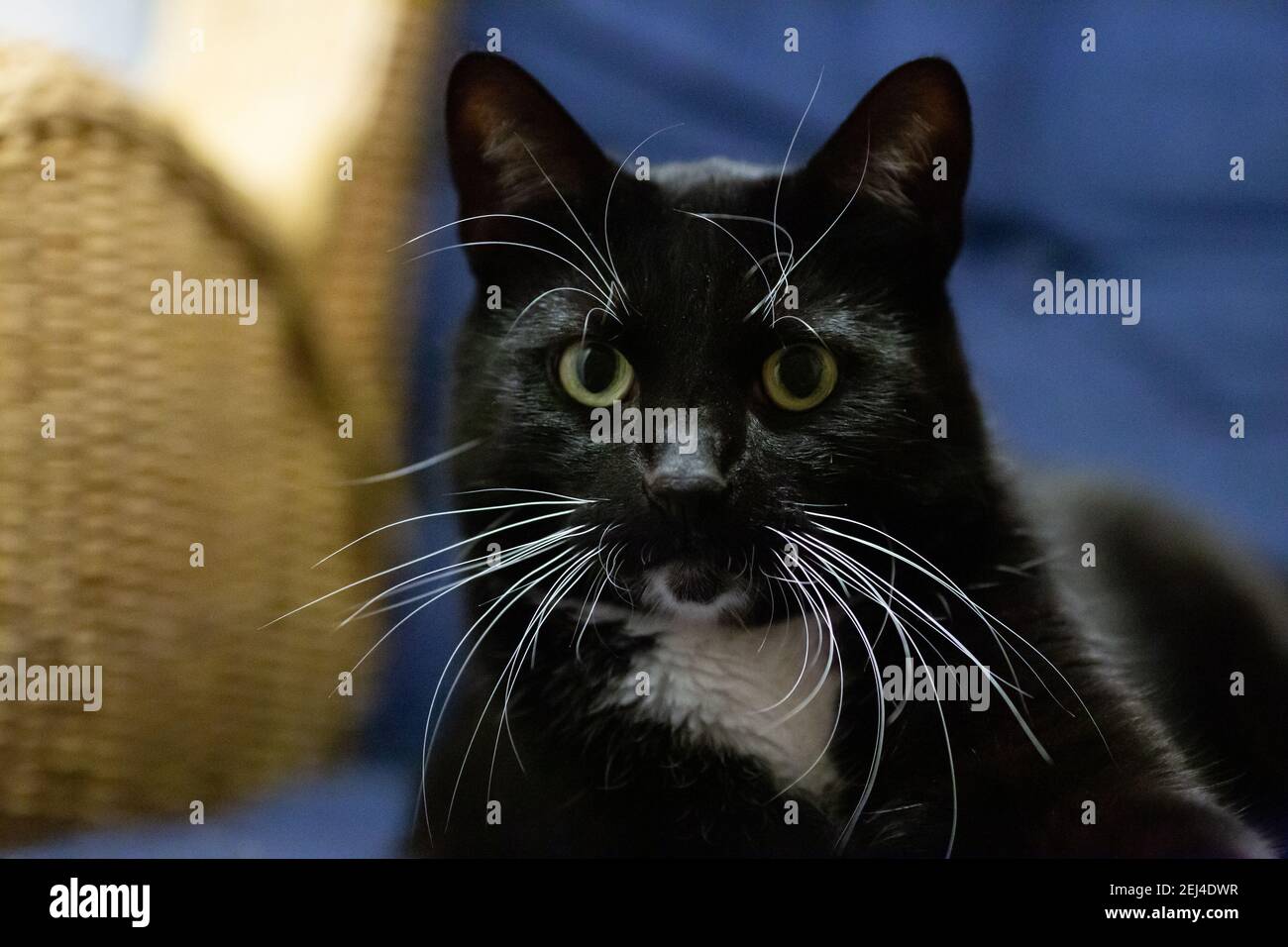 Black cat with yellow eyes on blue background Stock Photo