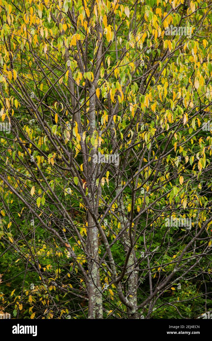 The foliage of Black Cherry contains cyanogenic glycosides, which convert to hydrogen cyanide if eaten by animals and becomes poisonous to them. Stock Photo