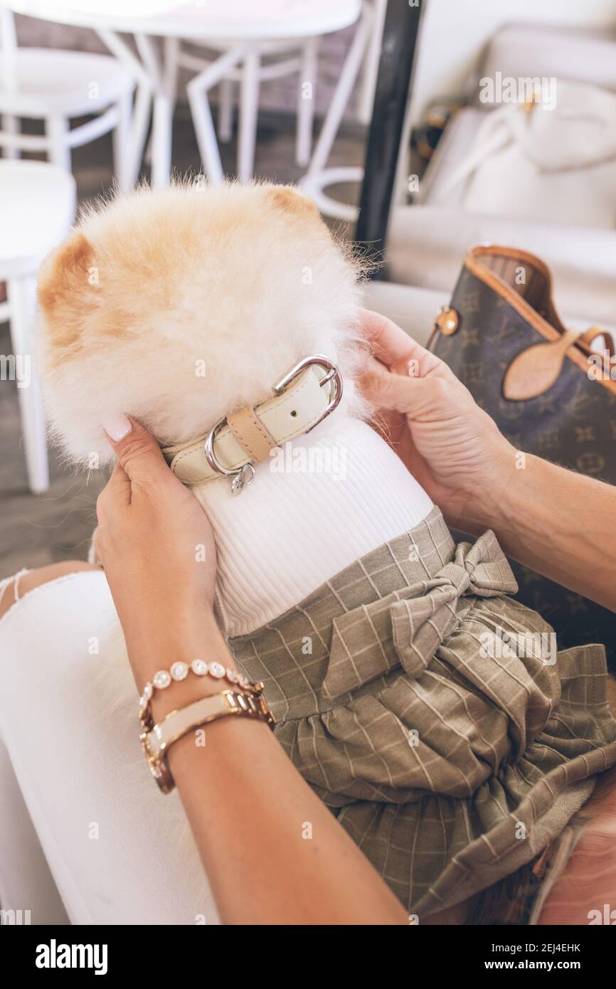 A cute view of a tiny white puppy wearing clothes and a leash sitting