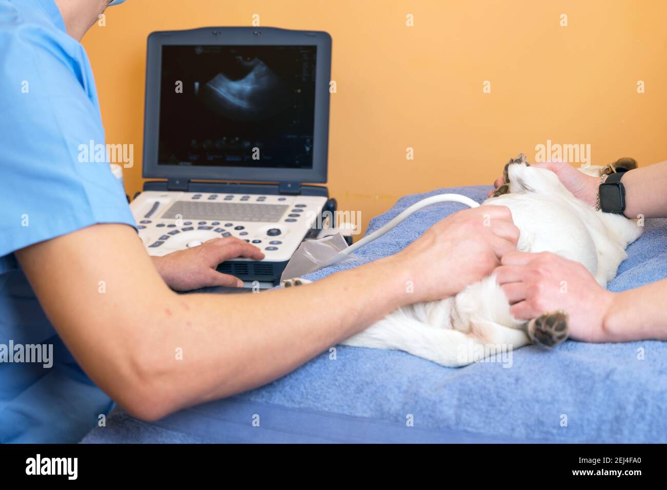 Veterinary teamwork makes an ultrasound examination of a cat. Cat on