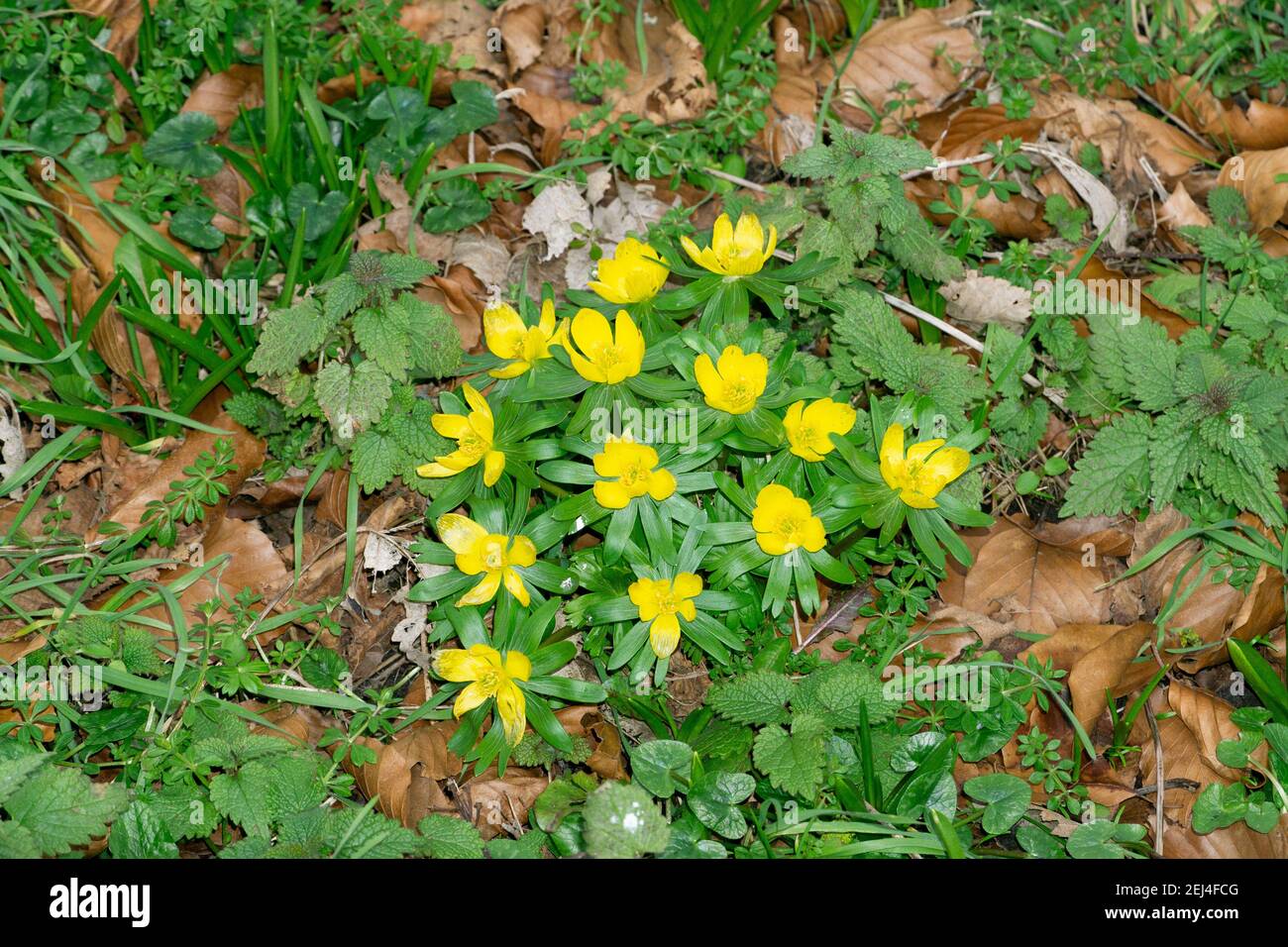 Yellow Aconites open flower Stock Photo