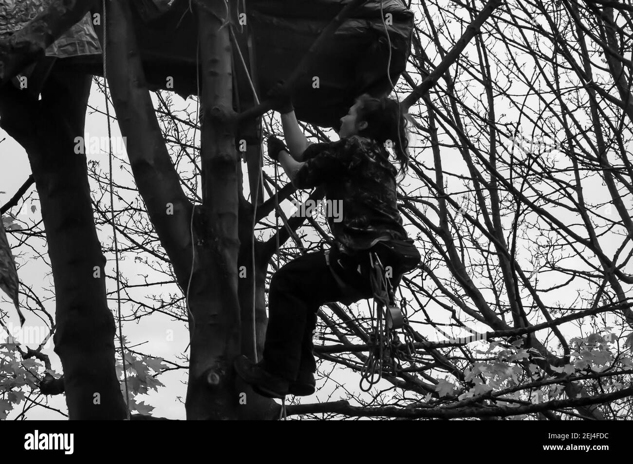 ISLINGTON, LONDON, ENGLAND- 18 November 2021: Save Our Trees protester in a tree at Dixon Clark Court, protesting against the destruction of seven 50- Stock Photo