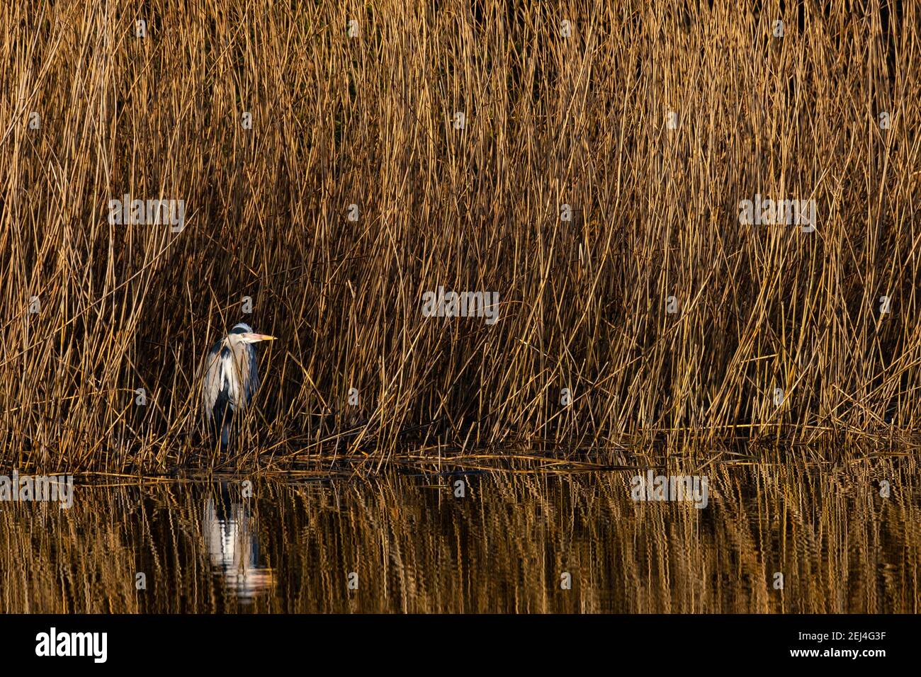 A grey heron (Ardea cinerea) stands at the reed edge in the sun, North Rhine-Westphalia, Germany Stock Photo