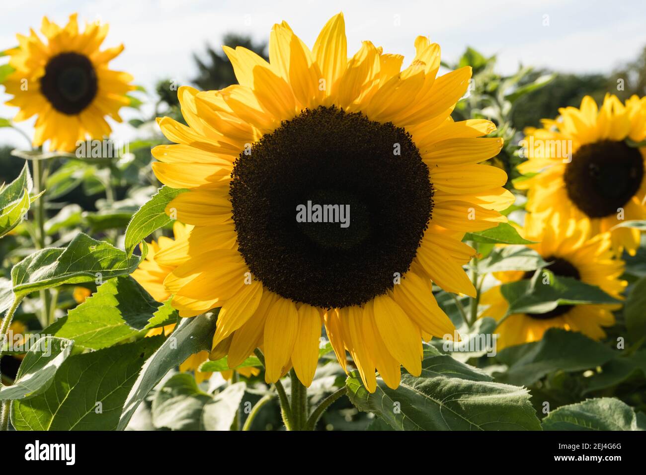 sunflower plants and seeds Stock Photo Alamy