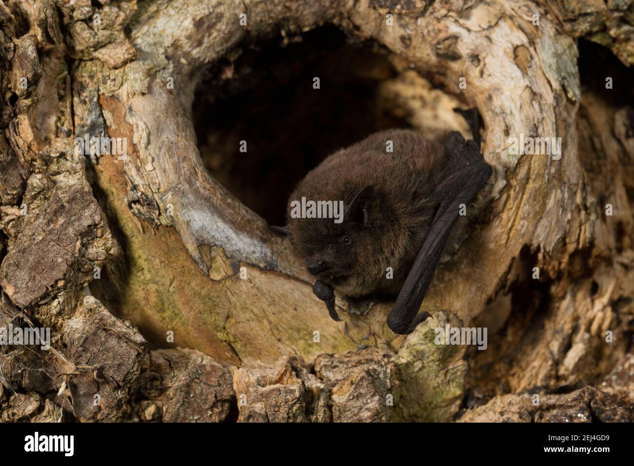 Nathusius's pipistrelle (Pipistrellus nathusii) sitting at the entrance of a tree cavity, Thuringia, Germany Stock Photo