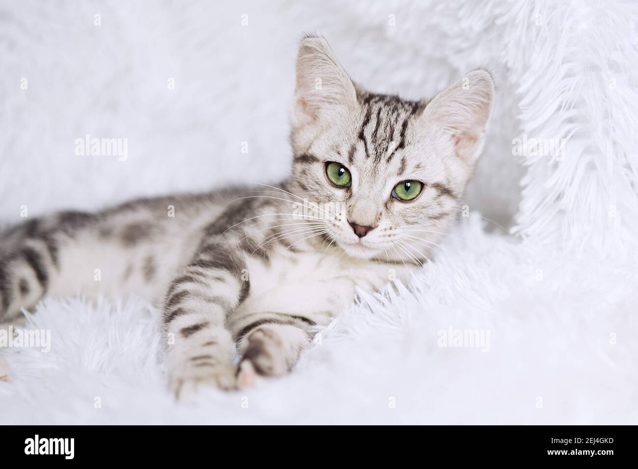 Kitten stripes on white background Stock Photo