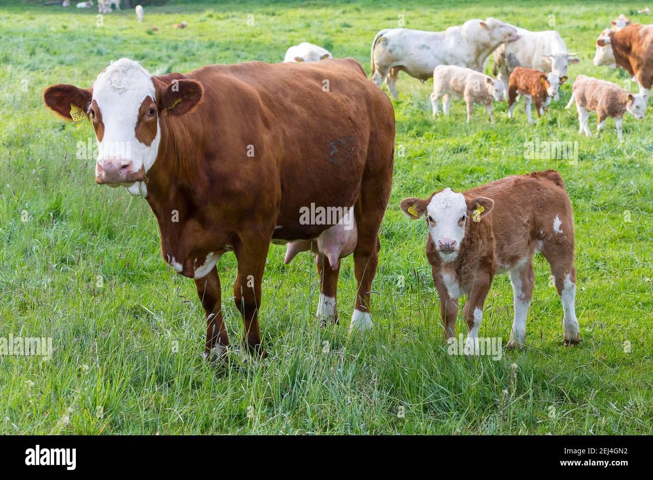 Cattle (Bovini) on a pasture, mother with calf, Elbland, Saxony, Germany Stock Photo