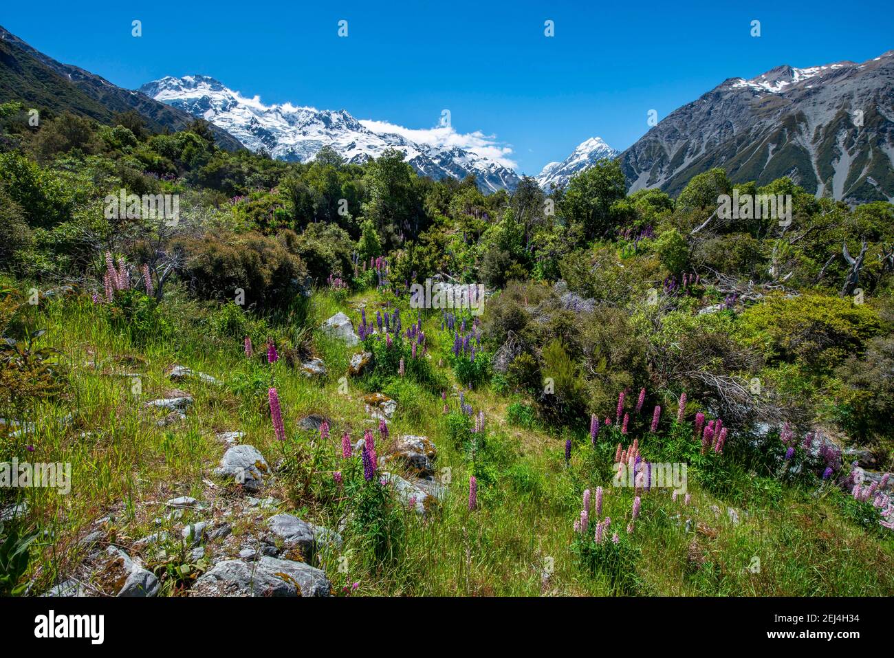Purple multileaved lupines (Lupinus polyphyllus), snow-covered mountains with Mount Cook, Hooker Valley, Canterbury, South Island, New Zealand Stock Photo