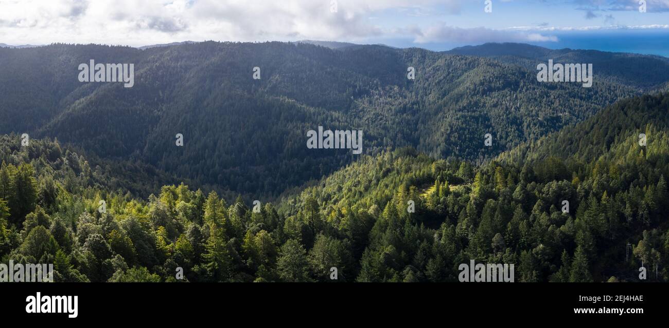 Coastal Redwood trees, Sequoia sempervirens, grow amid a vast forest in Mendocino, California. Redwood trees grow in a very specific climate range. Stock Photo