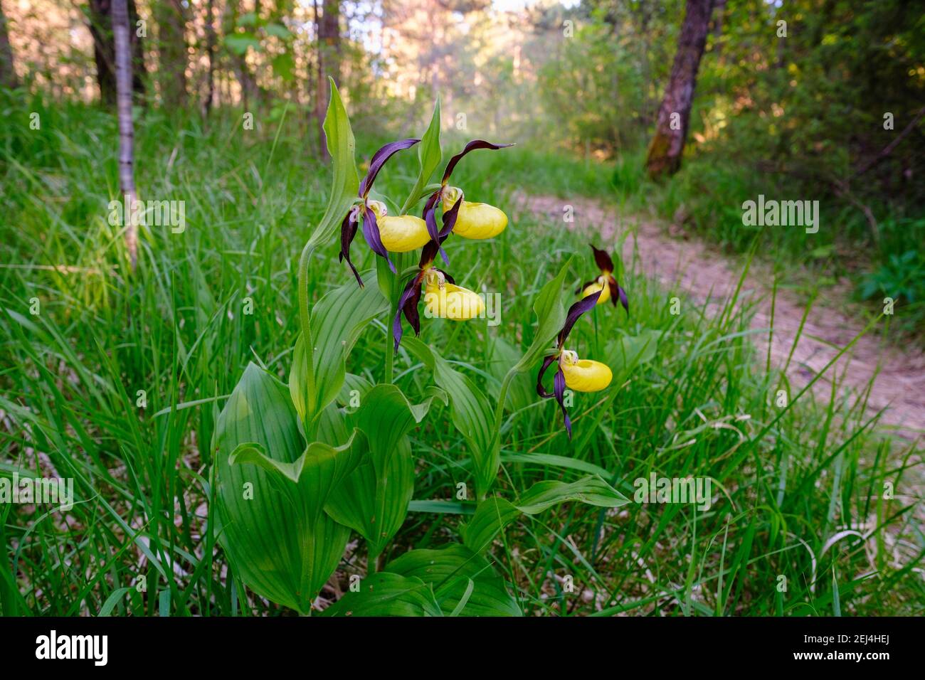 Yellow lady's slipper orchid (Cypripedium calceolus), in the alluvial forest at the wayside, nature reserve Isarauen, Upper Bavaria, near Geretsried Stock Photo