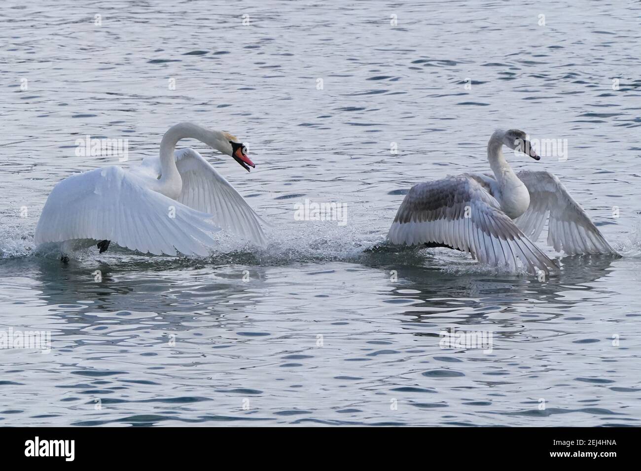 Pairs of trumpeter swans hires stock photography and images Alamy