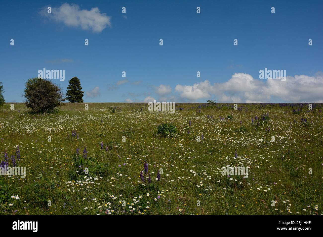 Flower meadow with purple lupins, trees and blue sky in the high Rhoen ...