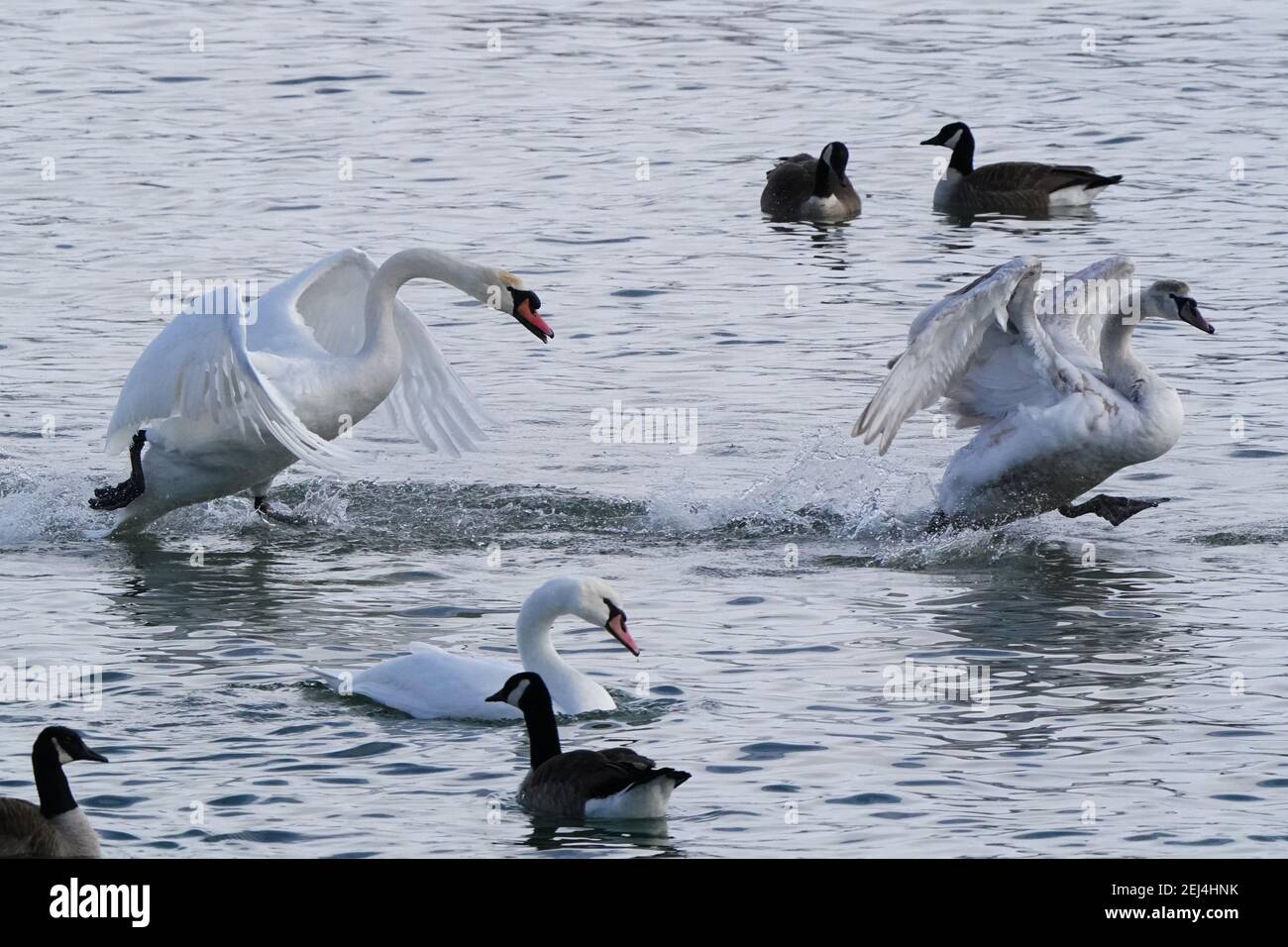 Pairs of trumpeter swans hires stock photography and images Alamy