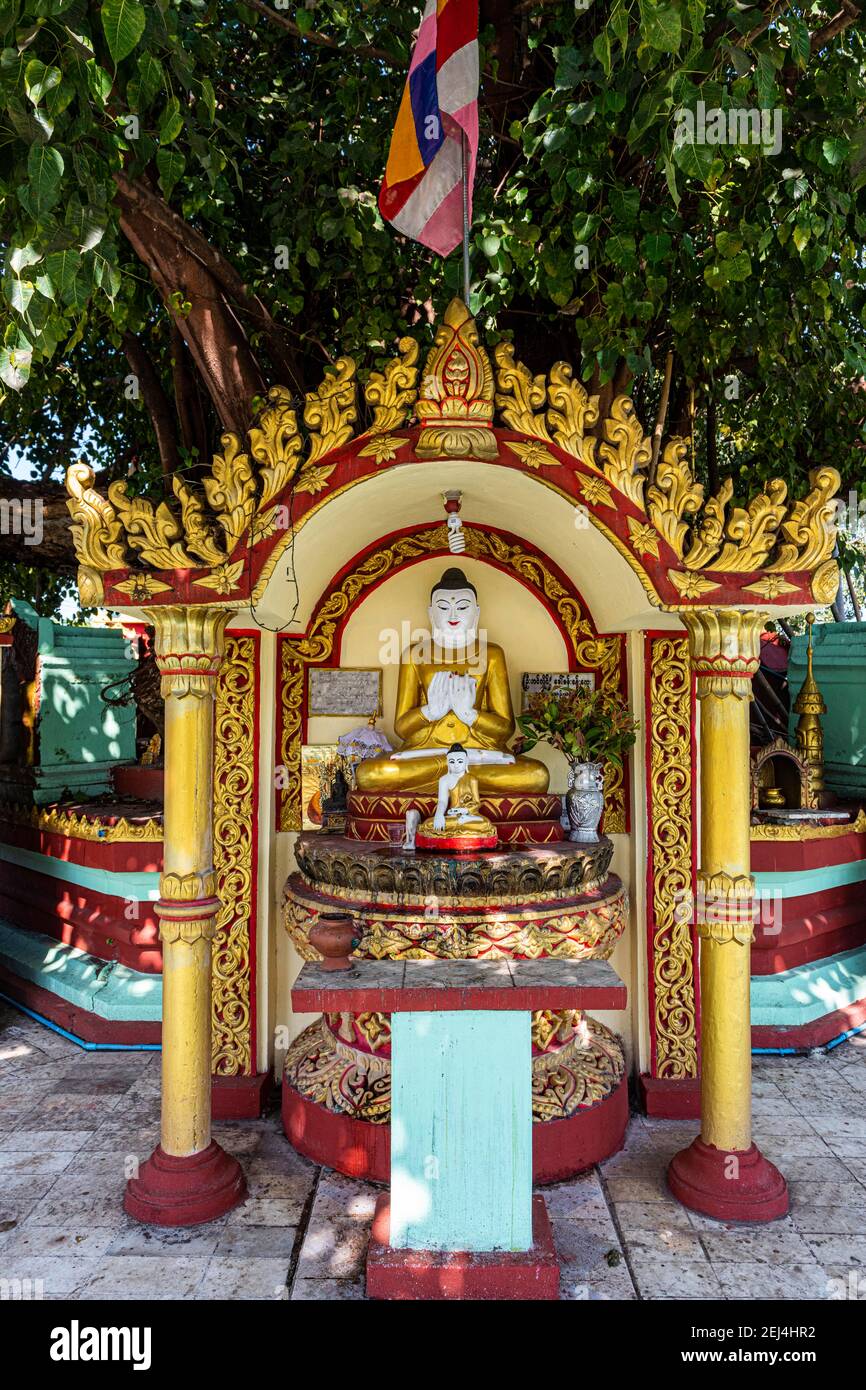 Buddha statues around a huge tree, Su taung pyi pagoda, Myitkyina, Kachin state, Myanmar Stock Photo
