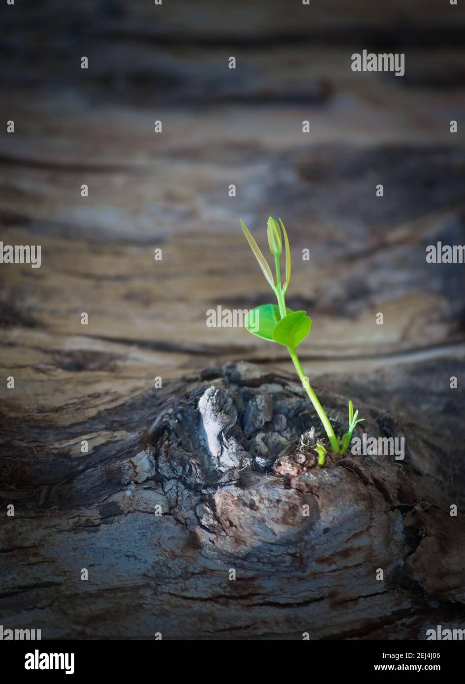 Young tree growing from hi-res stock photography and images - Alamy