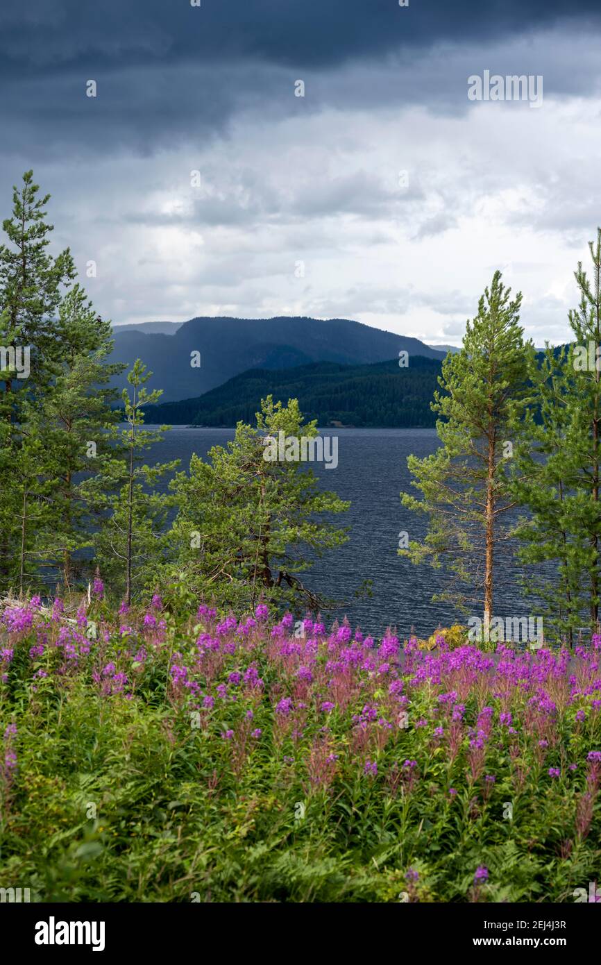 Blooming purple flowers on the shore of lake Tyrifjord, bad weather, Viken, Norway Stock Photo