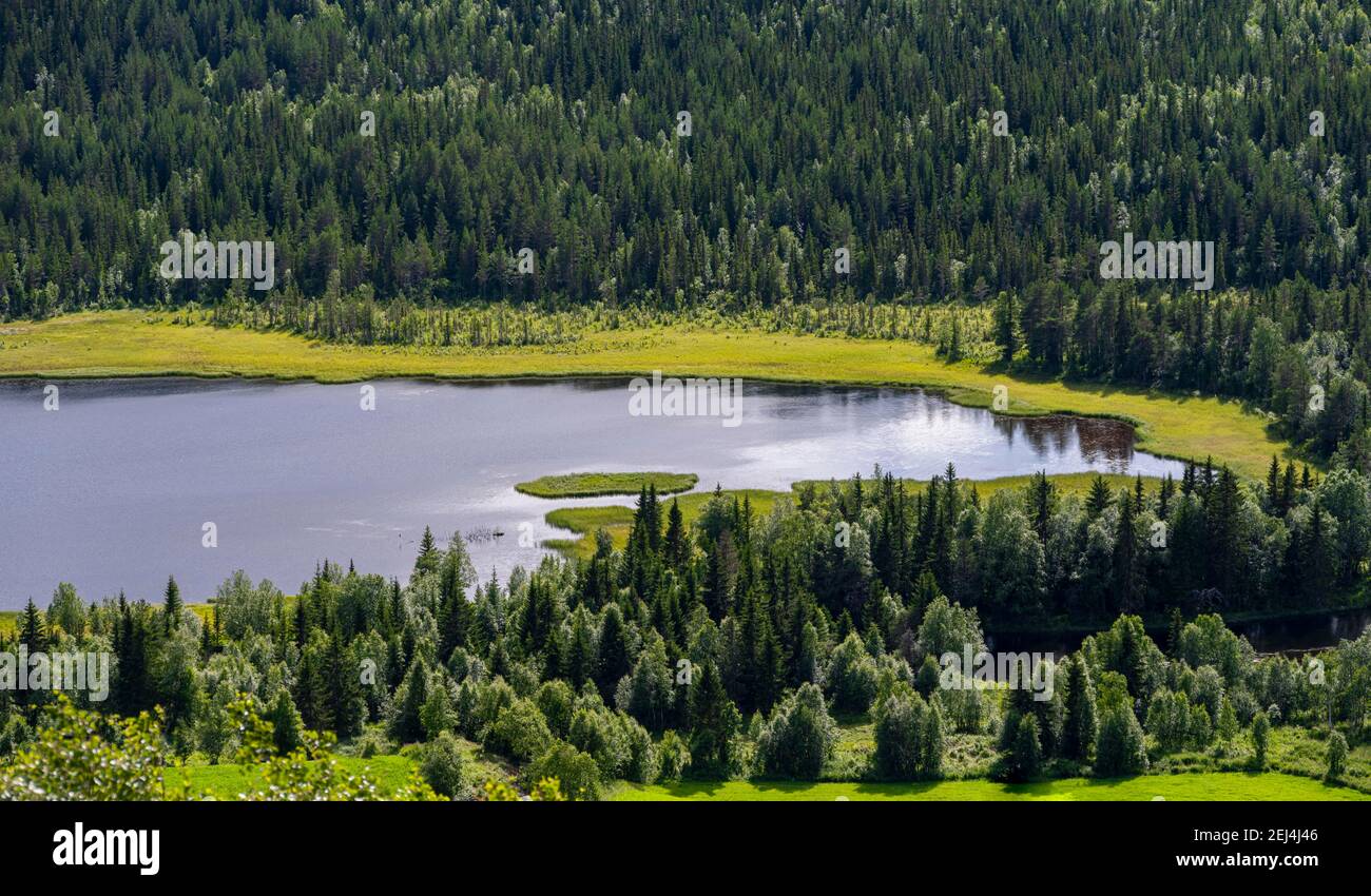 Wooded lakeshore, Lake Sperillen, Hallingby, Viken, Norway Stock Photo