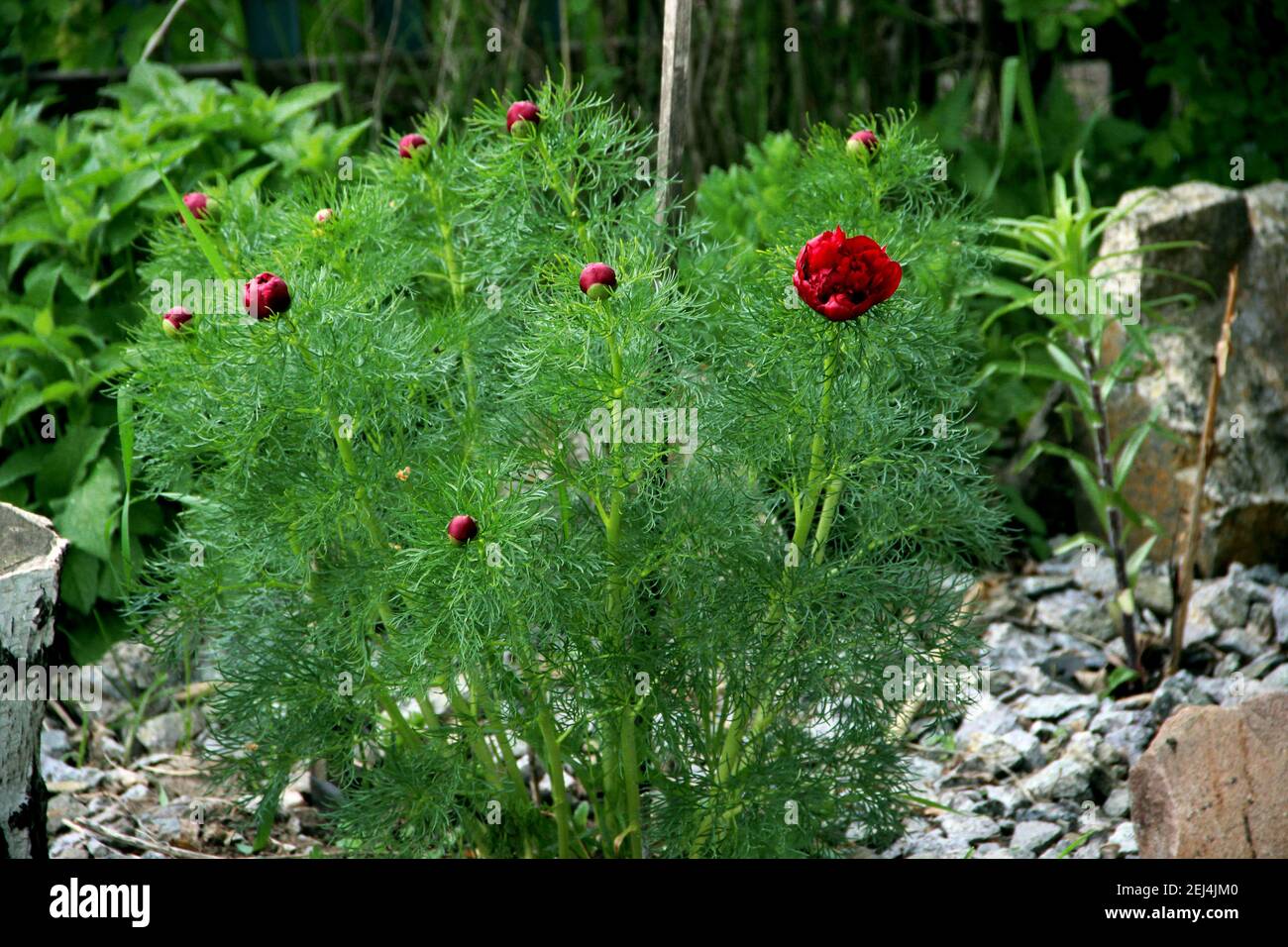 Vibrant red flowers on sturdy stems surrounded by green leaves like a conifer needles. Stock Photo