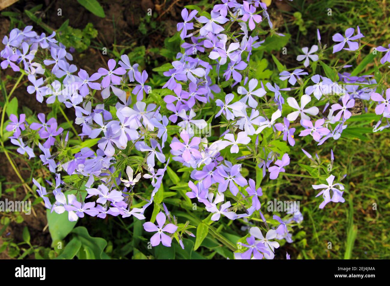 Small pale blue flowers like a little butterflies sitting on green grass. Stock Photo