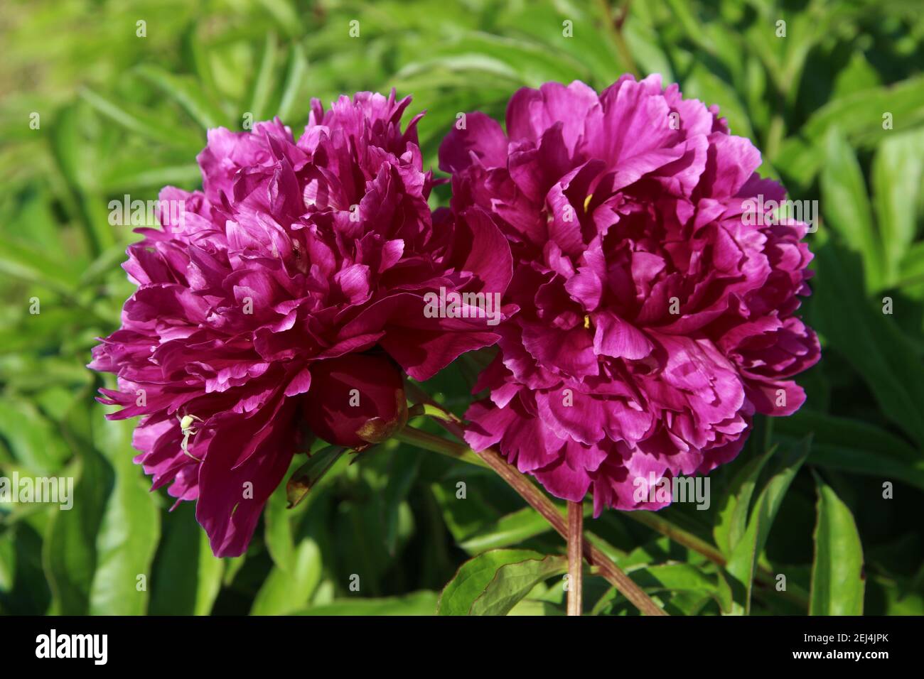 Two purple flowers with buds close to each other and stems crosswise. Stock Photo