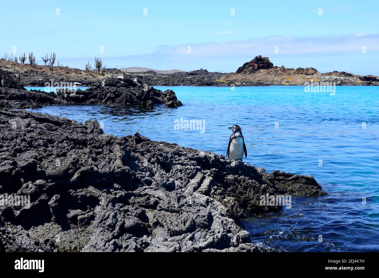 Galapagos Penguin (Spheniscus mendiculus) on the volcanic coast, Sombrero Chino Island, Chinese Hat, Galapagos, Ecuador Stock Photo