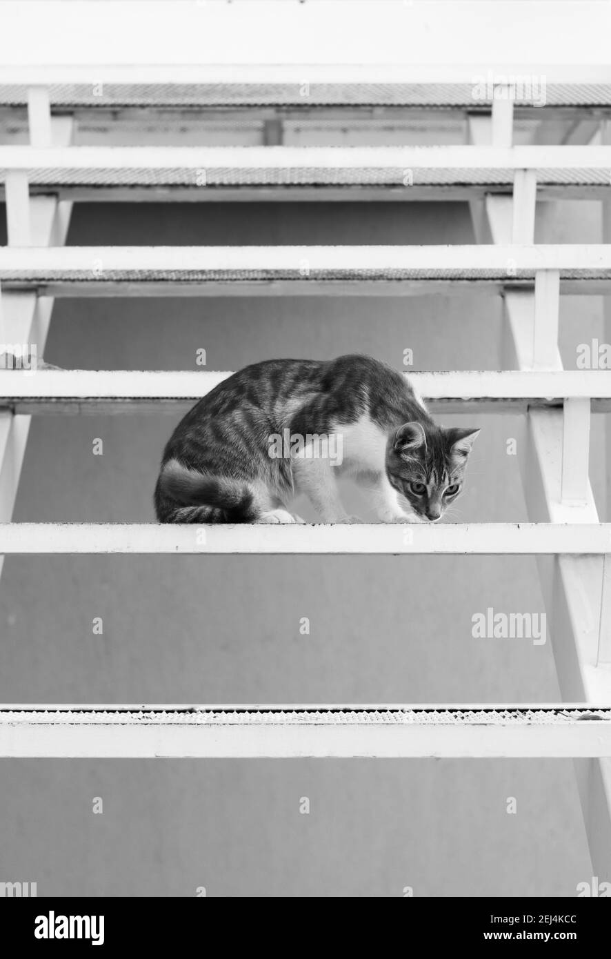 Cute, young tabby cat, sitting on the steps of a metal stairway. Stock Photo