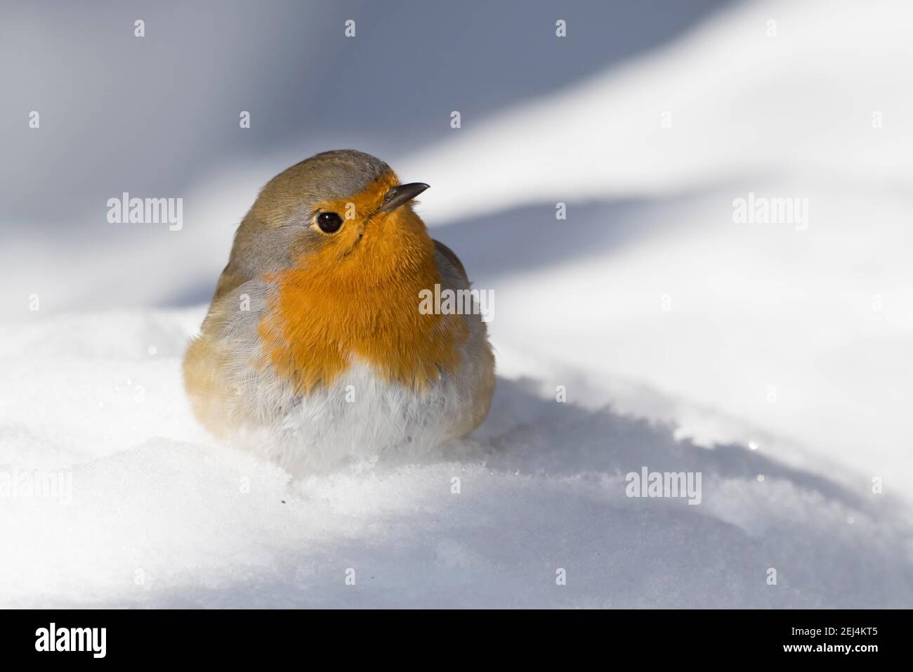 European robin (Erithacus rubecula) on snow-covered ground, Hesse, Germany Stock Photo