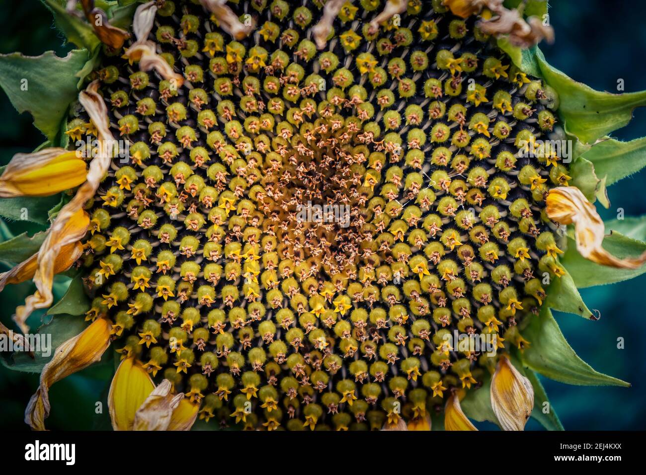 sunflower plants and seeds Stock Photo Alamy