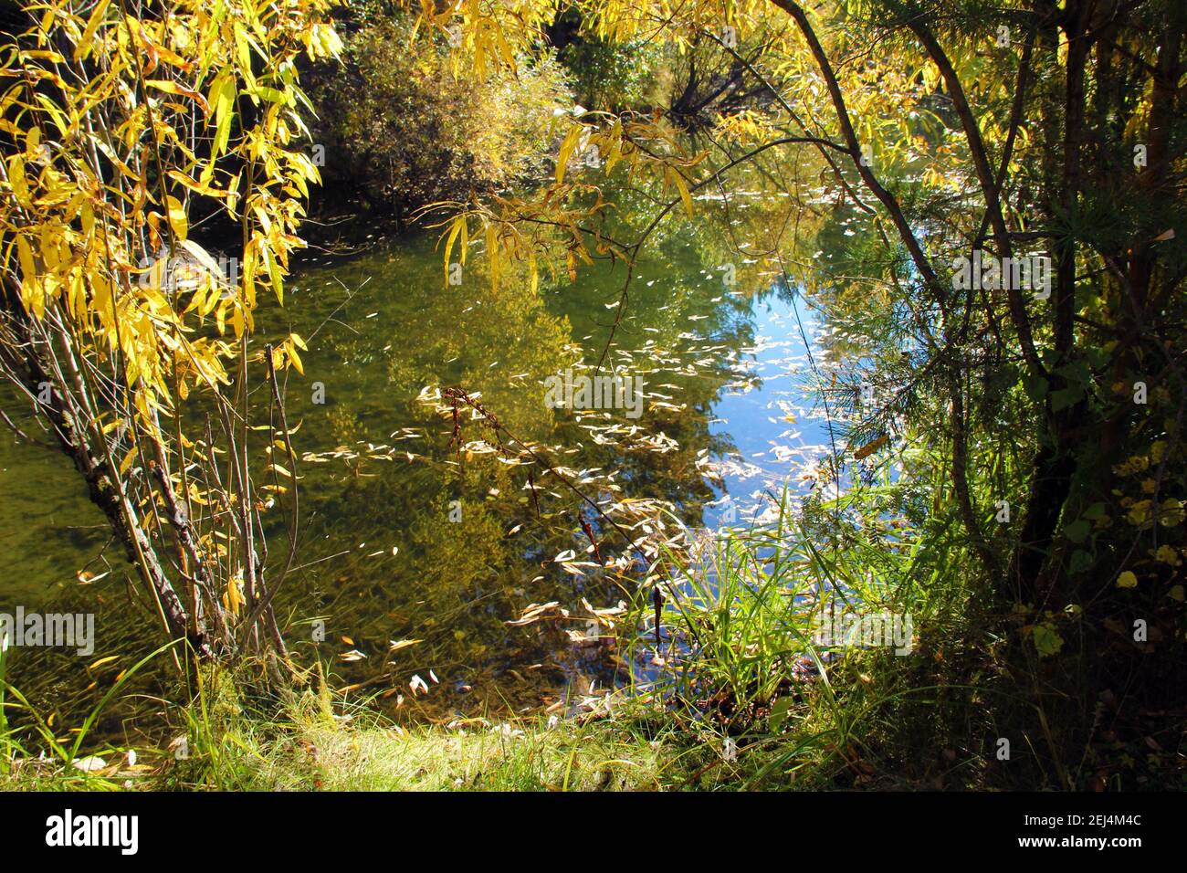 The swamp in the fall. The view from the top. The water reflects the sky and trees. In the water, fallen leaves and swamp grass. Stock Photo