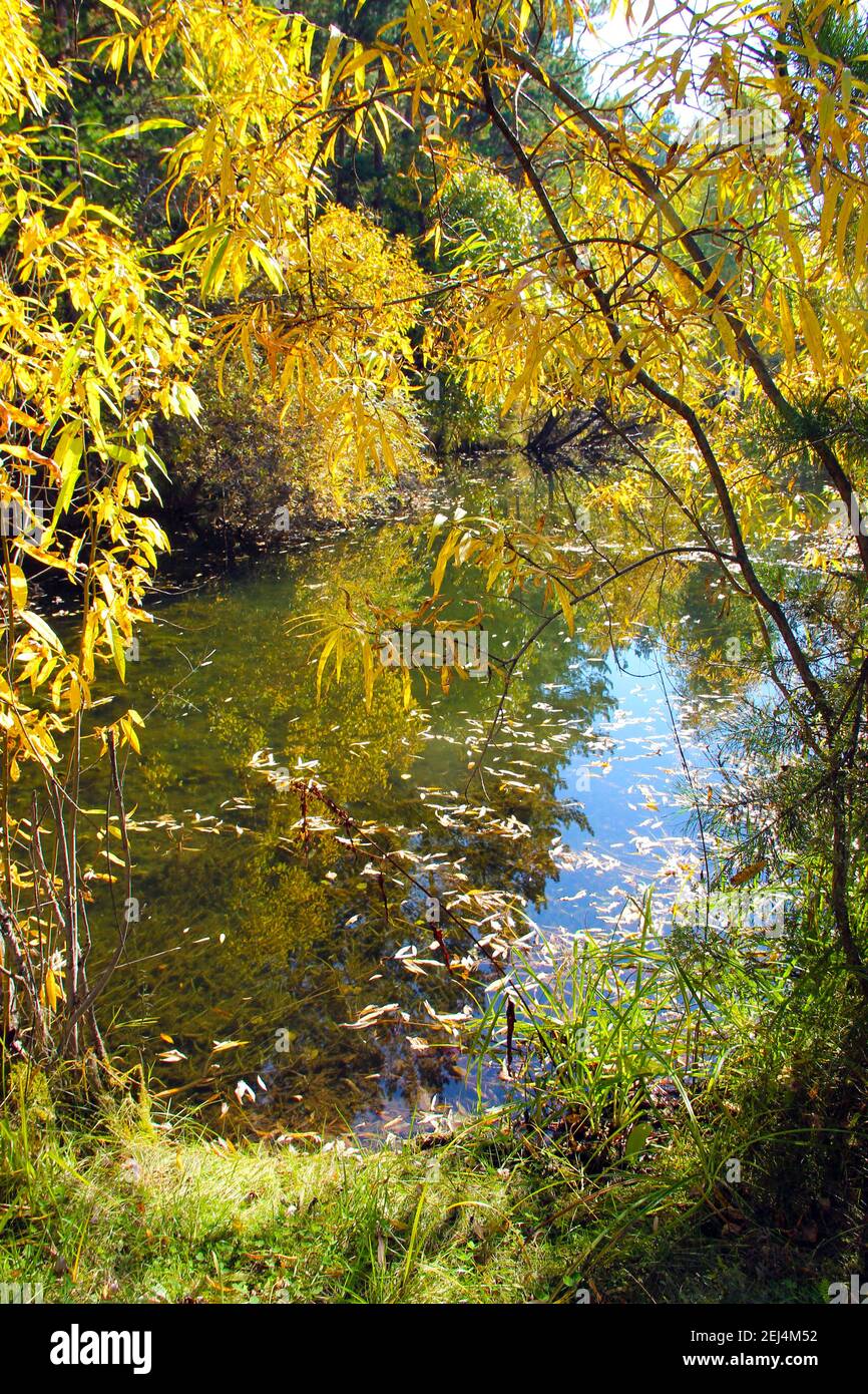 The swamp in the fall. The view from the top. The water reflects the sky and trees. In the water, fallen leaves and swamp grass. Stock Photo