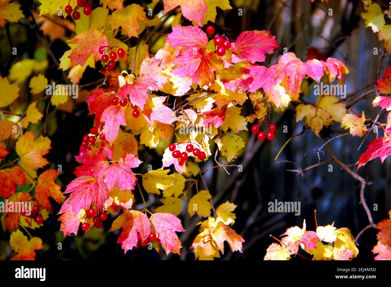 Bright berries of the wild rose surrounded by red and yellow leaves. Close-up image. Stock Photo