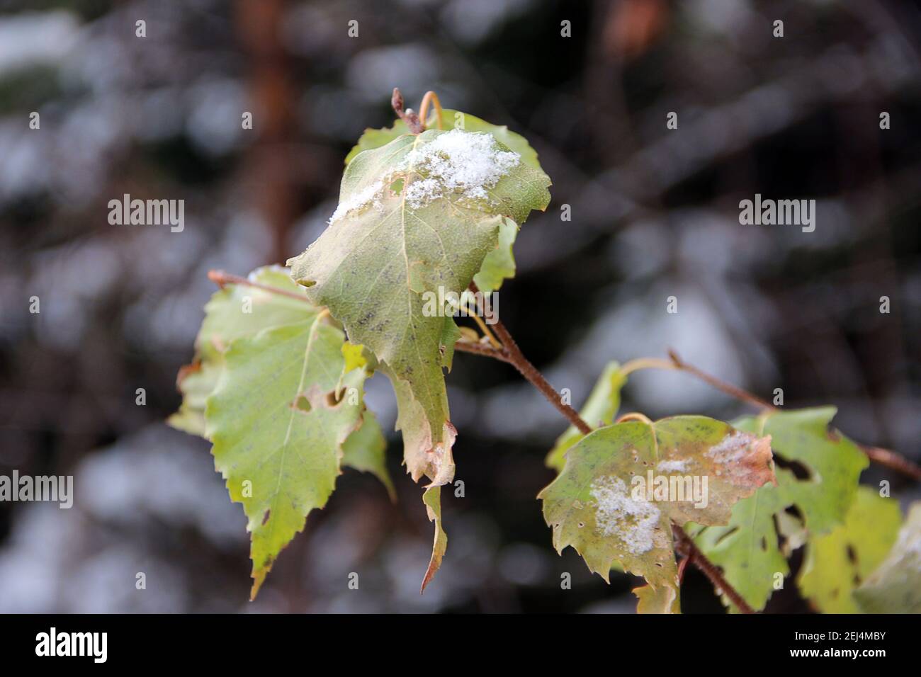 Macro image of some autumn dry leaves covered with snow crystals. Stock Photo