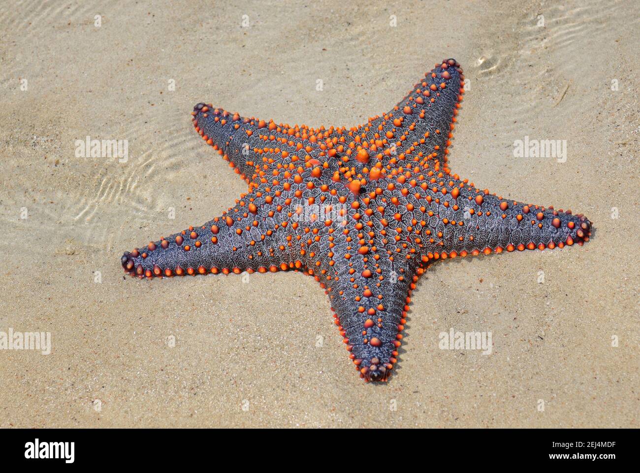 Multicolored Knobbed Starfish - Pentaceraster mammillatus