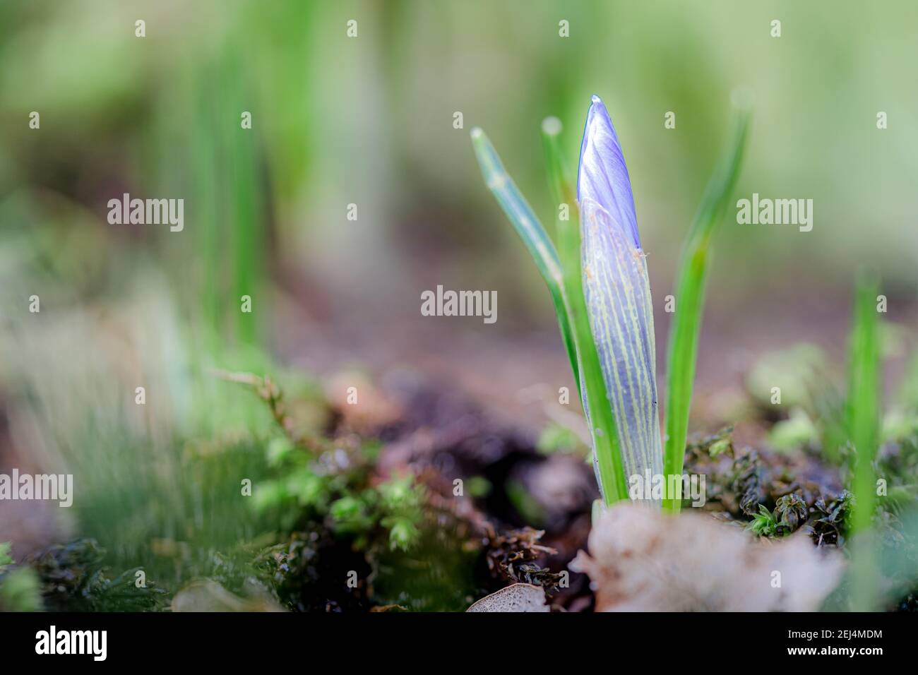 Beautiful dreamy scene with a little crocus at soft background at the ...