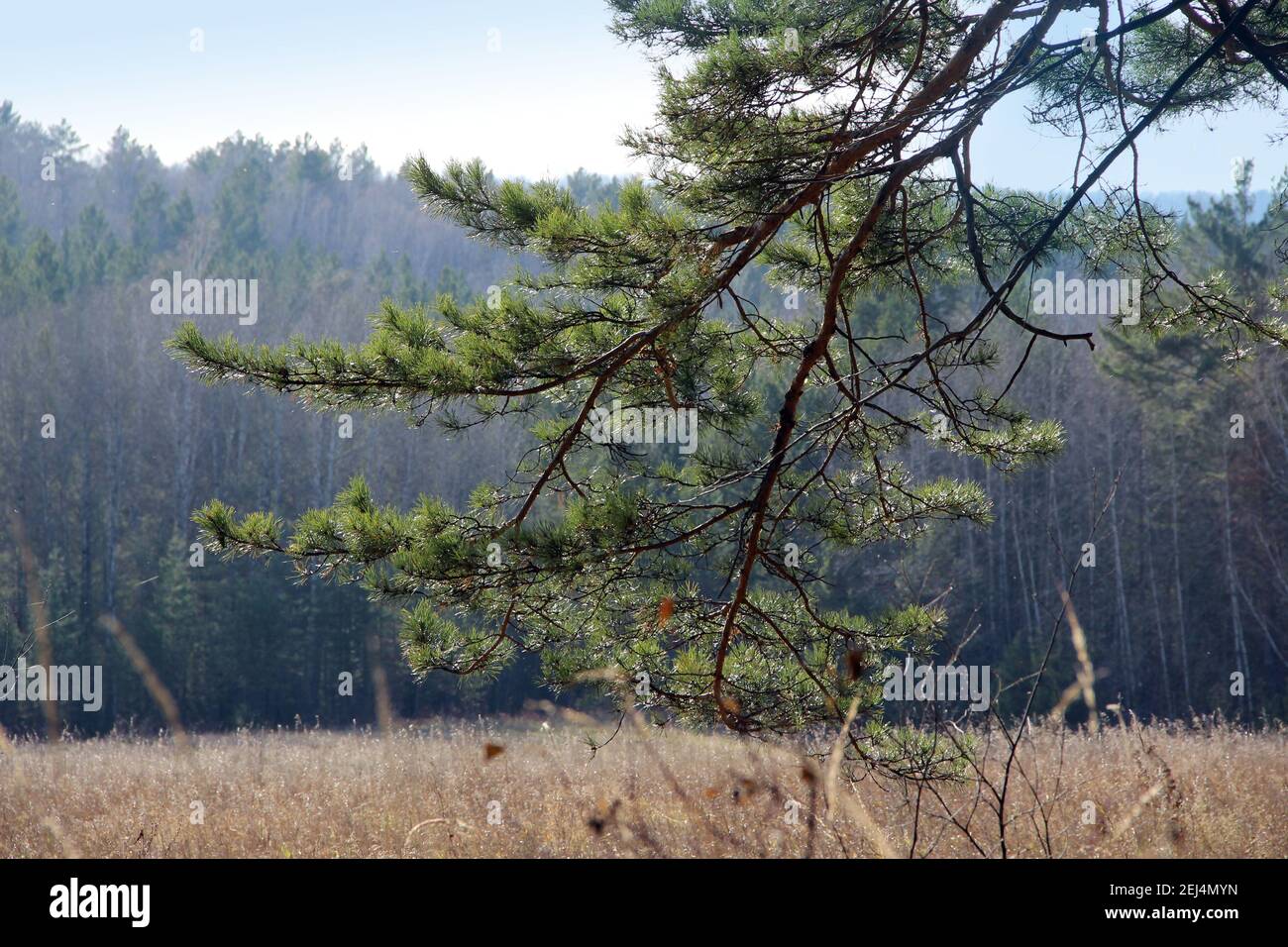 A pine branch bent to the ground, touching the dry autumn grass. In the background, the black wall of the forest. Stock Photo