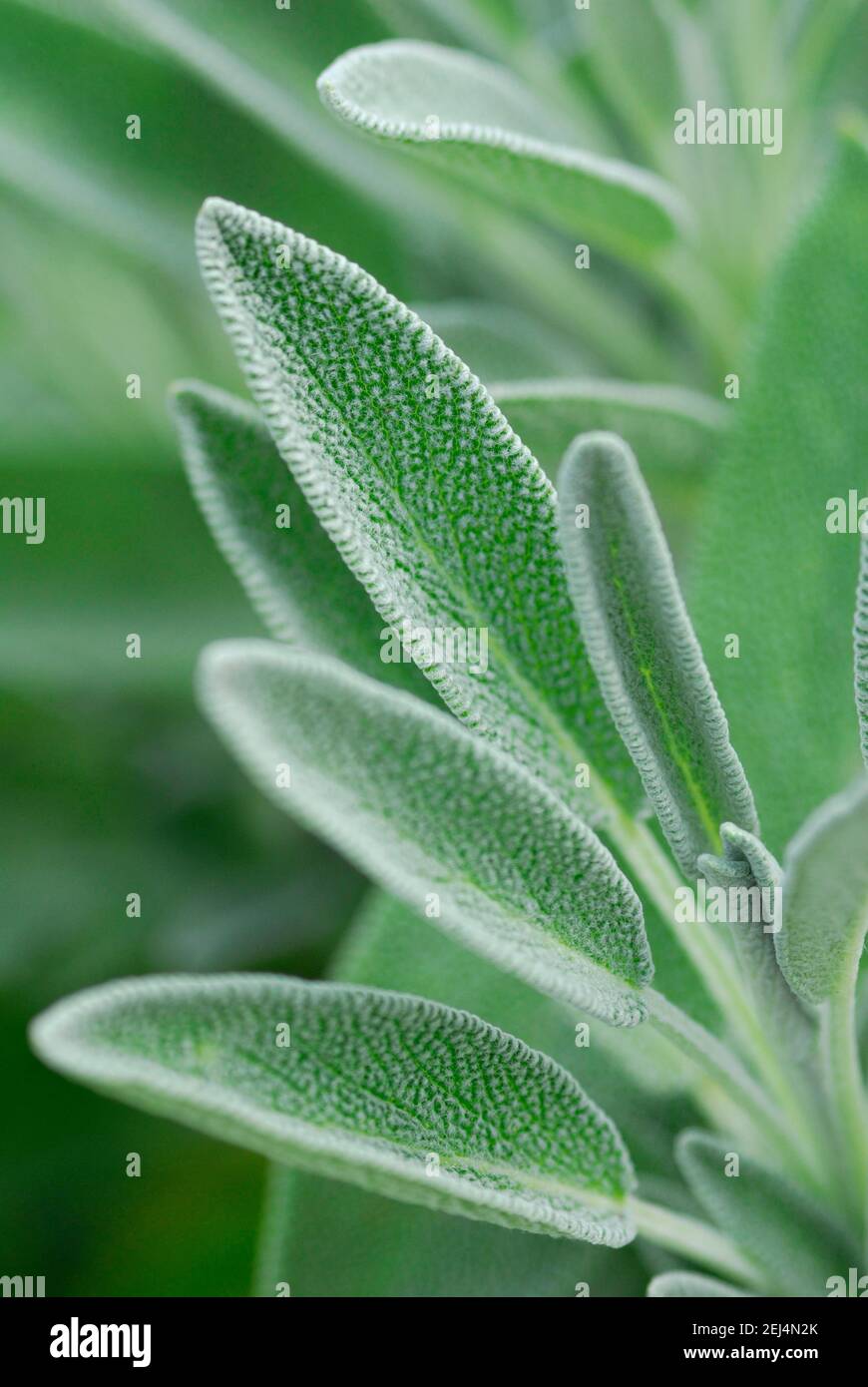 Sage, variety albiflora, Common sage (Salvia officinalis) Stock Photo