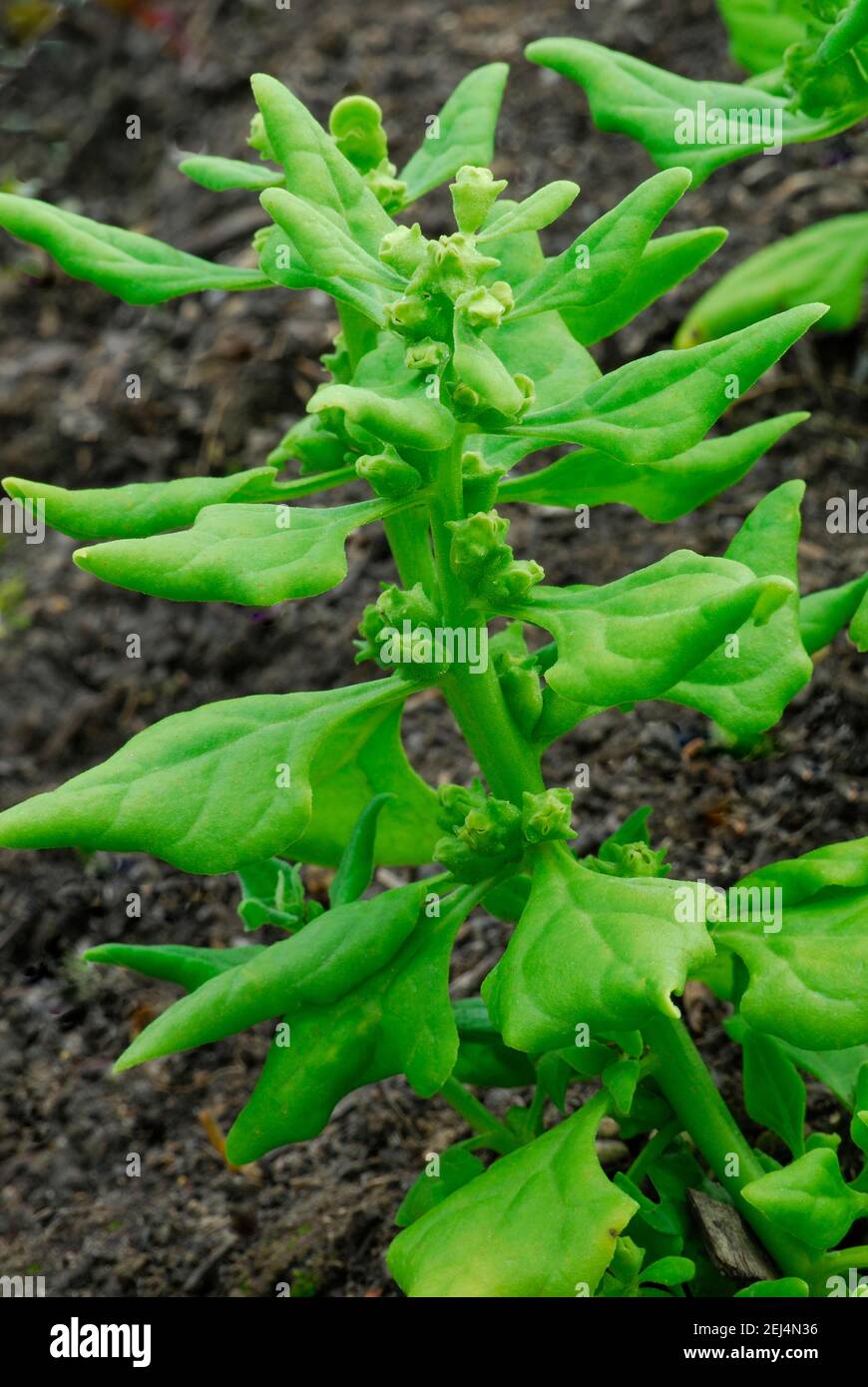 New Zealand spinach (Tetragonia tetragonioides) spring carrier variety Stock Photo
