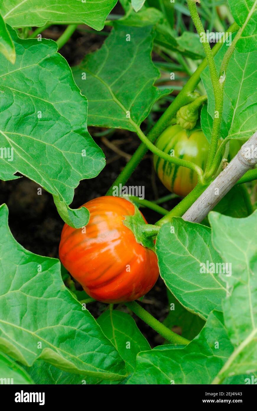 Solanum aethiopicum (Solanum aethiopicum) Rossa di Rotonda Stock Photo