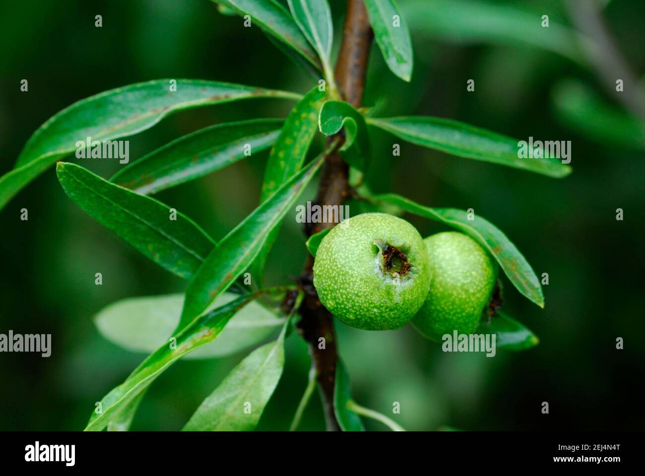 Willow Pear, Pyrus salicifolia (Pyrus salicifolia) Variety 'Pendula'. Stock Photo