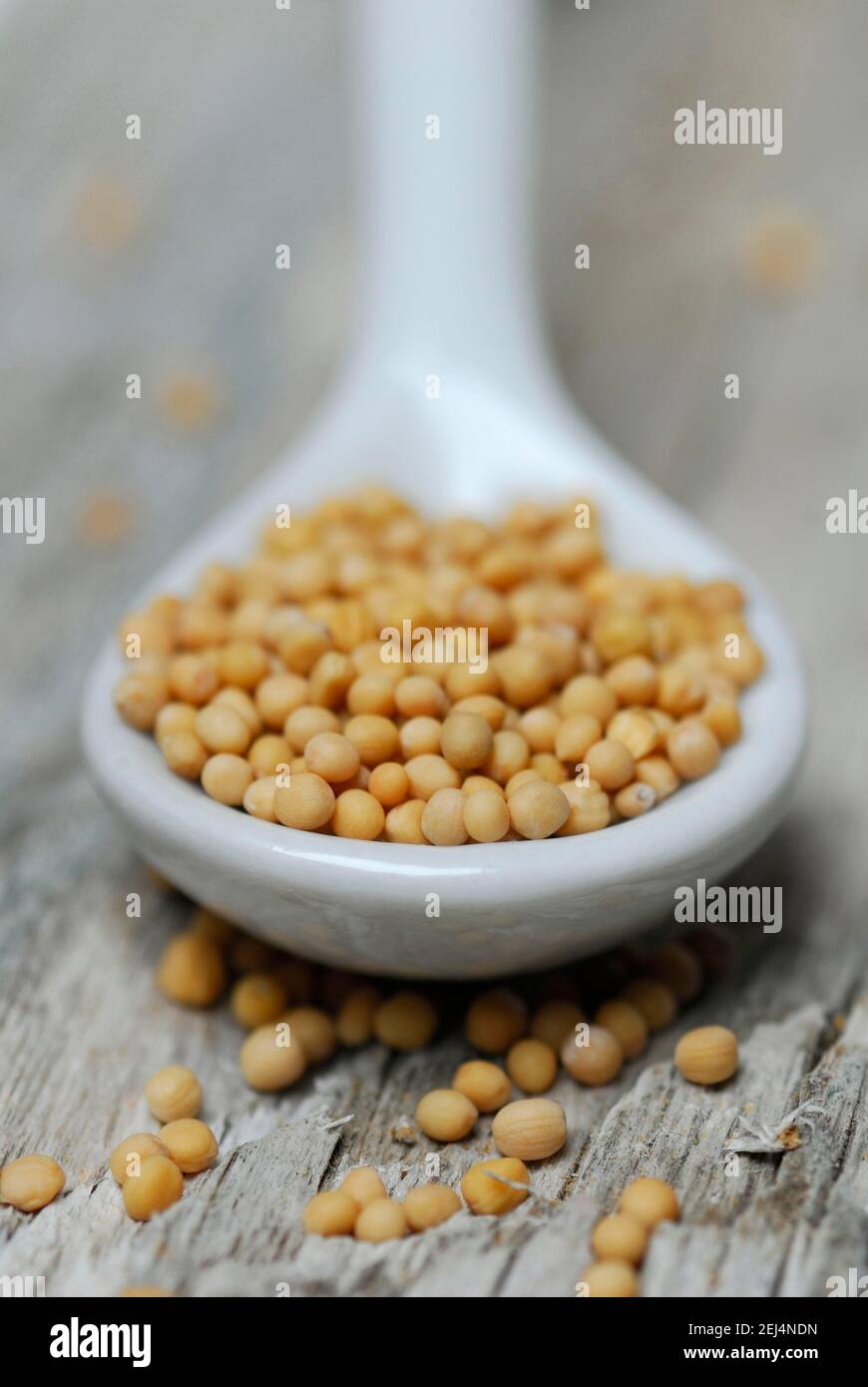 Mustard green ( Brassica juncea) , Mustard seeds in porcelain spoon, Mustard seeds, Mustard seed, Mustard seeds Stock Photo