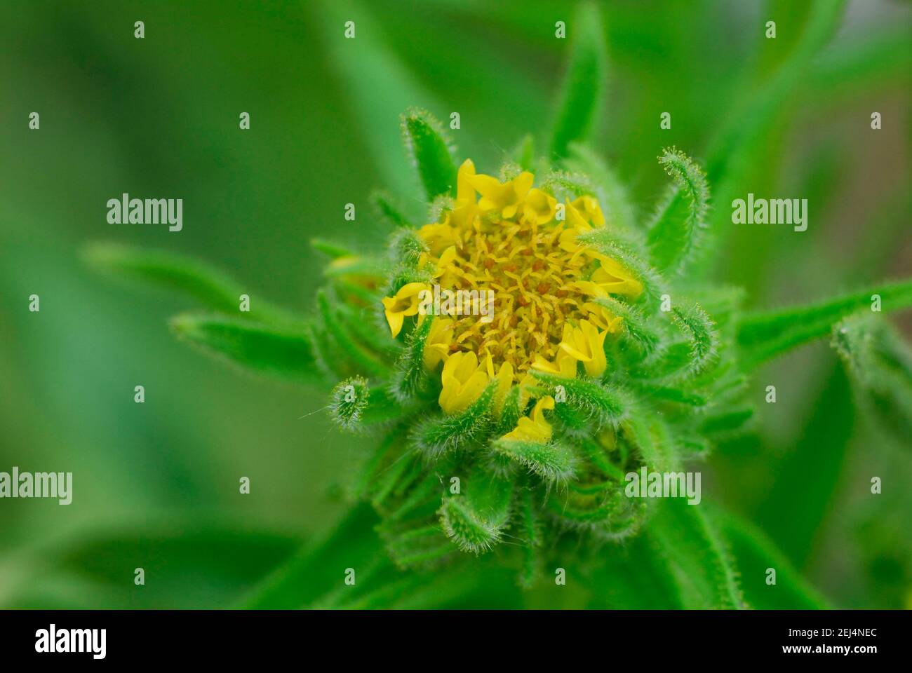 Chilean tar groats ( Madia sativa) Stock Photo