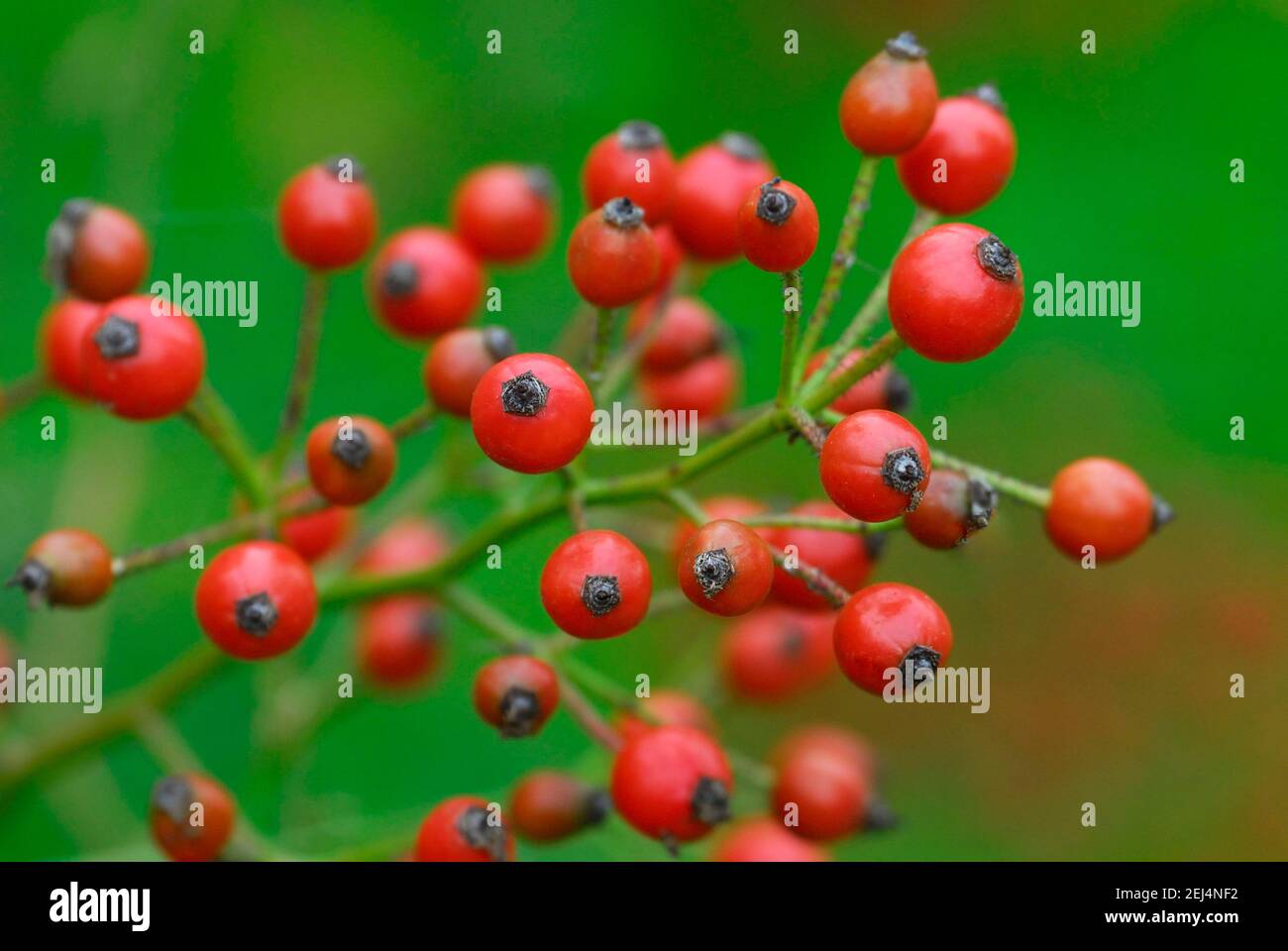 Multiflora rose hips hires stock photography and images Alamy