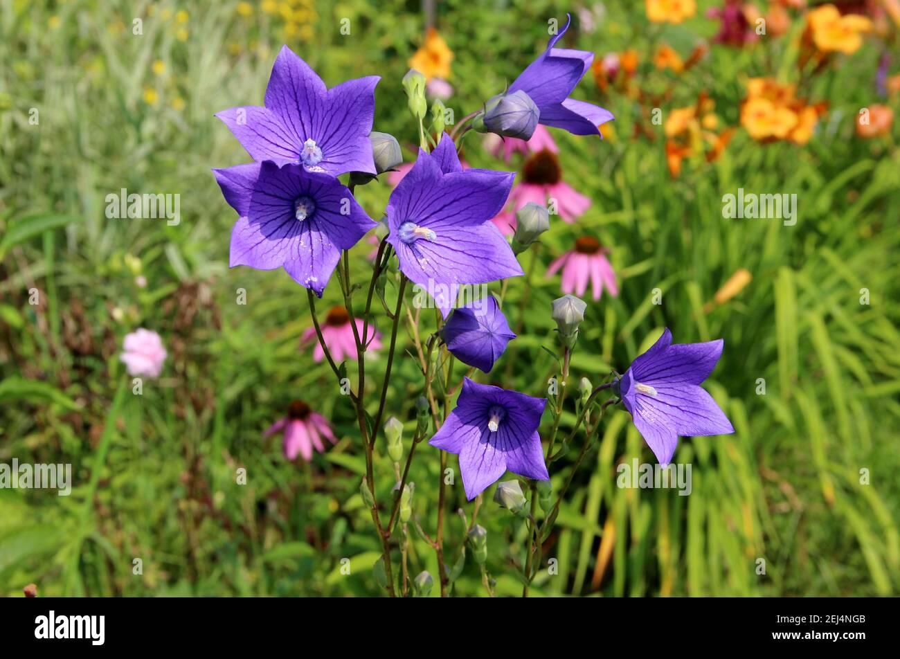 Amazing blue flowers with sun glances on it's petals. Stock Photo