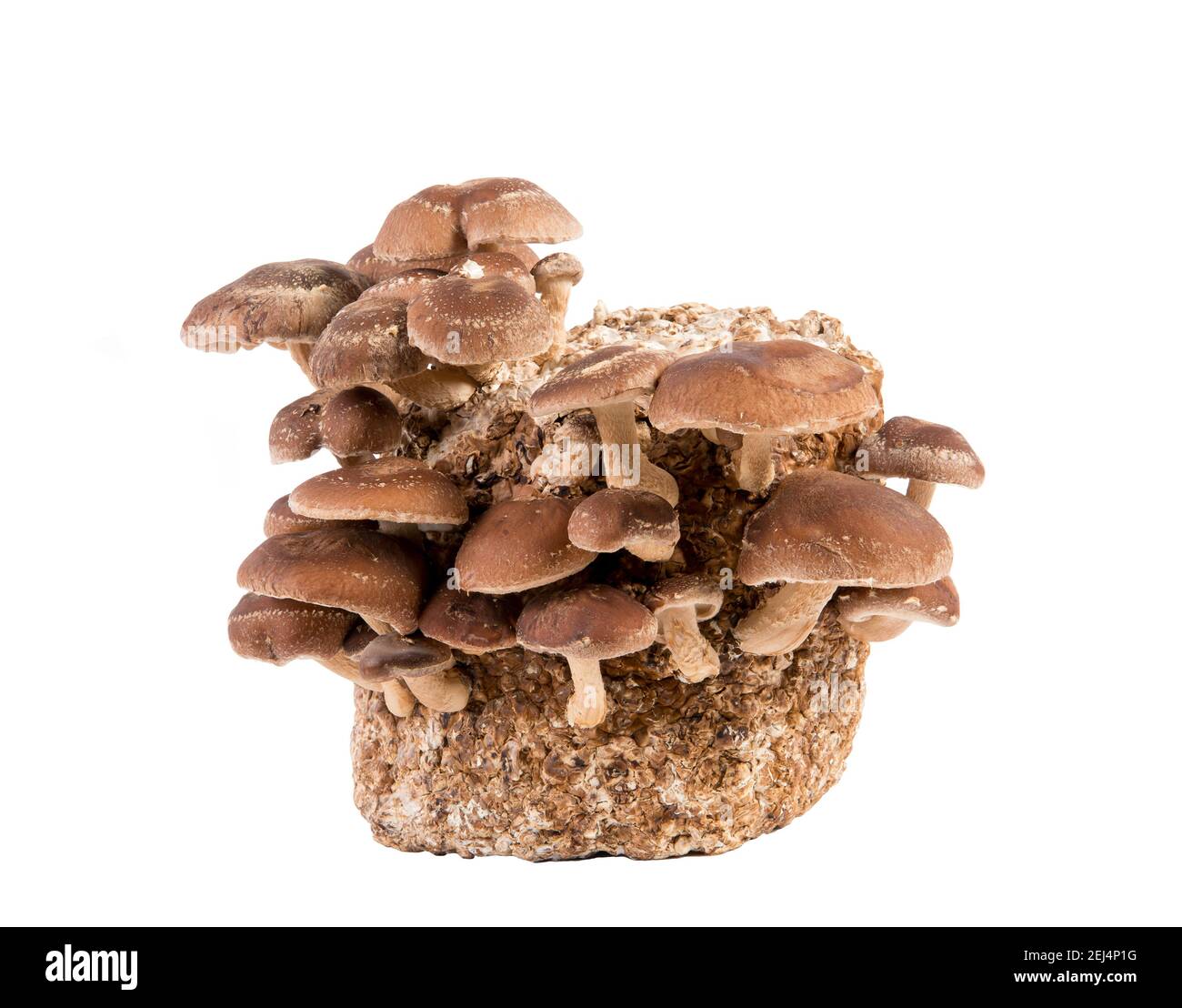 Group of edible Shiitake mushrooms, Lentinula edodes growing on log, isolated on white background. Studio shot, copy space. Stock Photo